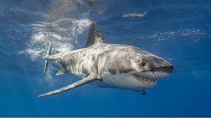 El tiburón blanco (carcharodon carcharias) es el pez depredador de mayor tamaño que existe actualmente, siendo capaz de cazar grandes mamíferos marinos que lo superan en peso. El Gran Tiburon Blanco Del Mediterraneo Esta En Peligro De Extincion