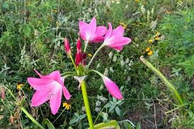 Image result for Crinum walteri