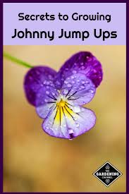 Just came home to a deliver from flowers by johnny. How To Grow Johnny Jump Up Gardening Channel
