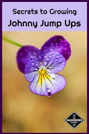 It apparently was more common and originated in the western part of its current range, but due to its weedy nature it has spread eastward, and probably. How To Grow Johnny Jump Up Gardening Channel