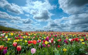 How to add animated wallpaper on your mobile phone. Download Free Wallpapers For Mobile Phones Many Mobile Pictures And Screensavers