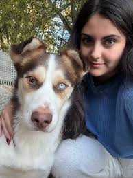 Found black and white adult husky in the kingdom neighborhood