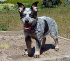 Beautiful red heeler puppies akc registered excellent quality and temperment breeding for akc standard heelers some show prospects ckc australian cattle dog (blue heeler) puppies. Mini Queensland Heeler Puppies For Sale Off 62 Www Usushimd Com