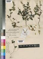 Image result for Hypoestes forskaolii