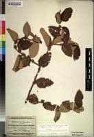 Image result for Ziziphus abyssinica