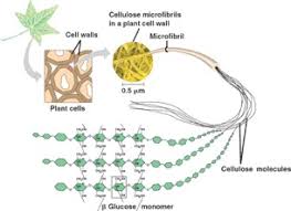 We did not find results for: Cellulose Structure Properties Function Facts Summary