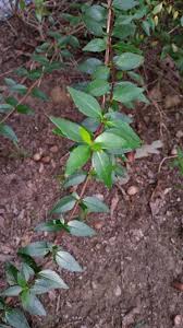 In mid summer the upright cascading branches fill with buds that open into. Abelia A Fragrant And Mid Summer To Fall Blooming Shrub