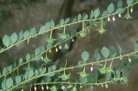 Image result for Andrachne