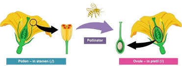 Before we look at honey bee reproduction, it is worthwhile considering that other varieties of bees reproduce entirely differently. Plant Reproduction Bioninja