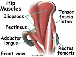 With age and use, the cartilage can wear down or become damaged. Hip Anatomy Eorthopod Com Hip Muscles Anatomy Hip Anatomy Hip Muscles