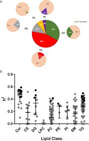 Kemal ademi vs armando sadiku. Genetic And Environmental Determinants Of Variation In The Plasma Lipidome Of Older Australian Twins Elife