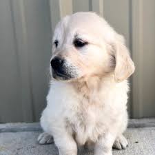 Maybe you would like to learn more about one of these? White Sand English Golden Retrievers Home Facebook