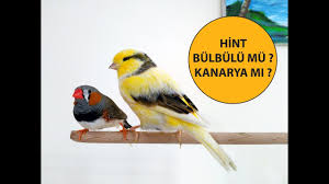 Hint Bulbulu Mu Kanarya Mi Youtube