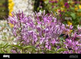 Image result for Cleome maculata