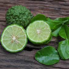 Thai lime tree citrus tree flexible tube vent tide laundry detergent. How Big Does A Kaffir Lime Tree Grow Citrus Com