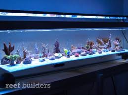 Panorama Marine Actinic Led Strips Produce Some Unbelievably Colorful Soft And Stony Corals Reef Builders The Reef And Saltwater Aquarium Blog