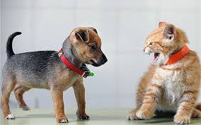 This Is Why Dogs Are Better Than Cats The Voice