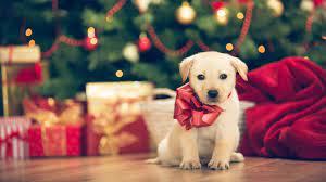 Wayfair.com has been visited by 1m+ users in the past month Christmas Hd Wallpaper Puppies Kitten Themes Hd Wallpapers Backgrounds Puppies Christmas Puppy Cute Dogs