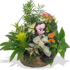 European Garden Basket As Shown With Assorted Green Plants Or Basket With Assorted Blooming Such As Kalanchoe European Garden Bee Friendly Garden Plant Basket