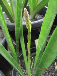 Image result for Sansevieria nilotica