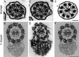 Das ist wohl ein extrem schweres jubiläum für fiona erdmann (29)! 1001 Model Organisms To Study Cilia And Flagella Vincensini 2011 Biology Of The Cell Wiley Online Library