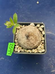 Image result for Raphionacme globosa