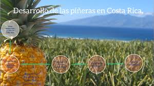 Aquí puedes encontrar valiosa información acerca de costa rica: Desarrollo De Las Pineras En Costa Rica By Nazareth Salas Cruz