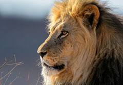 Featuring distinct characteristics, each since south africa is divided into two regions, the mammals are spread throughout depending on the with over 300 mammal species, you can see a lot of animals in the jungles of south africa. South Africa Wildlife And Wildlife Reserves