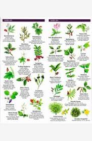 What trees are native to washington state. A Pocket Naturalist Guide To Washington State Trees Wildflowers Washington State Tree Wild Flowers Washington State