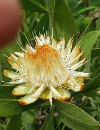 Image result for Protea welwitschii × angolensis