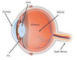 Check spelling or type a new query. Anatomy Of The Eye Retina Vitreous Surgeons Of Cny
