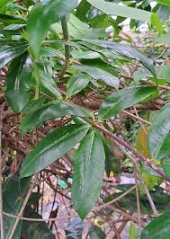 Image result for Allamanda schottii