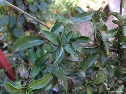 Image result for Sclerochiton vogelii