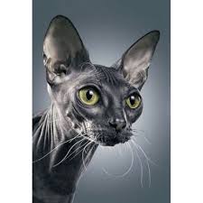 Sphynx cat wear, the original sphynx clothing company. Dark Sphynx Cat From Wizardi Diamond Painting Kits Casa Cenina
