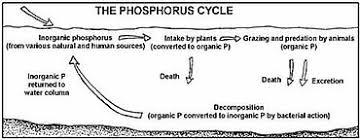 It occurs both in organic (nucleic acids, nucleoproteins, phospholipids, etc.) and inorganic (phosphate) forms in the living organisms. Phosphorus Cycle Wikipedia