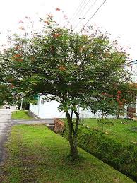 Bird Of Paradise Propagation From Seed Malaysian Dwarf Peacock Tree Landscaping Inspiration Poinciana Flowering Trees