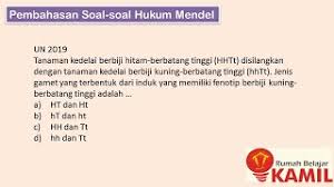 B gen buah bulat dan alelnya b gen buah lonjong h mendorong munculnya sifat dan alelnya h menghambat munculnya. Ipa Kelas 9 Hukum Mendel Persilangan Latihan Soal Youtube