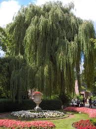 Salix alba (white willow) is a species of willow native to europe and western and central asia. Weeping Tree Wikipedia The Free Encyclopedia Weeping Trees Weeping Willow Tree Weeping Willow