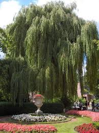 Descriptionsalix alba 'tristis' 02 by line1.jpg. Weeping Tree Wikipedia The Free Encyclopedia Weeping Trees Weeping Willow Weeping Willow Tree