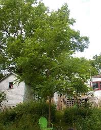 Butternut Trees Are Endangered In Ontario I Planted This One About 10 Years Ago House Styles My House Plants