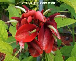 Image result for Erythrina crista-galli