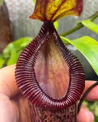 Image result for Eriosema burkei