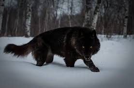 Best wolf wallpaper, desktop background for any computer, laptop, tablet and phone. 4k Wolf Wallpapers 2019 Allhdwallpapers