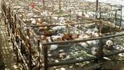 Rabbit Farming Cage Design