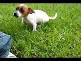 The miniature fox terrier is a small, fine, lightweight working terrier developed as a hunting dog the coat of the miniature fox terrier is always short and fine. Puppy Mini Fox Terrier Youtube