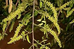 Image result for Sclerocroton