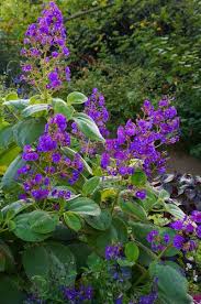 Image result for Mechowia grandiflora
