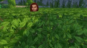 Being Taller Than The Hedges Really Defeats The Point Of A Maze Thesims Large collections of hd transparent hedge png images for free download. being taller than the hedges really