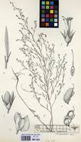 Image result for Indigofera paniculata