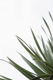 Check out this fantastic collection of plain aesthetic wallpapers, with 64 plain aesthetic background images for your desktop, phone or tablet. Plant Aesthetic Plain Wallpapers Wallpaper Cave